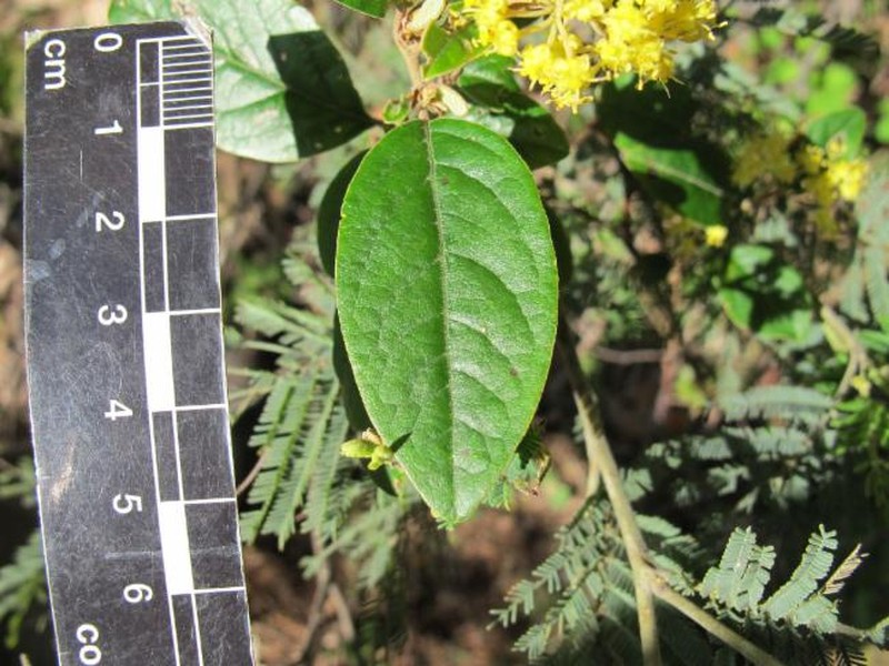 Pomaderris pilifera subsp. pilifera