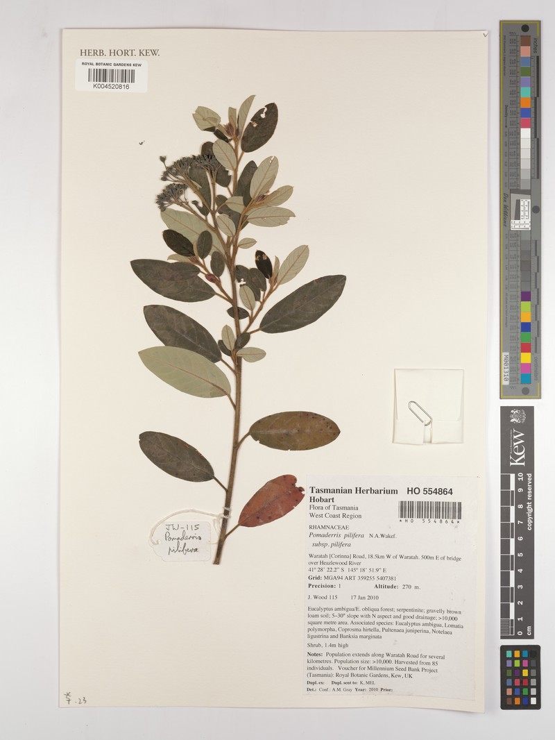 Pomaderris pilifera subsp. pilifera photo 2