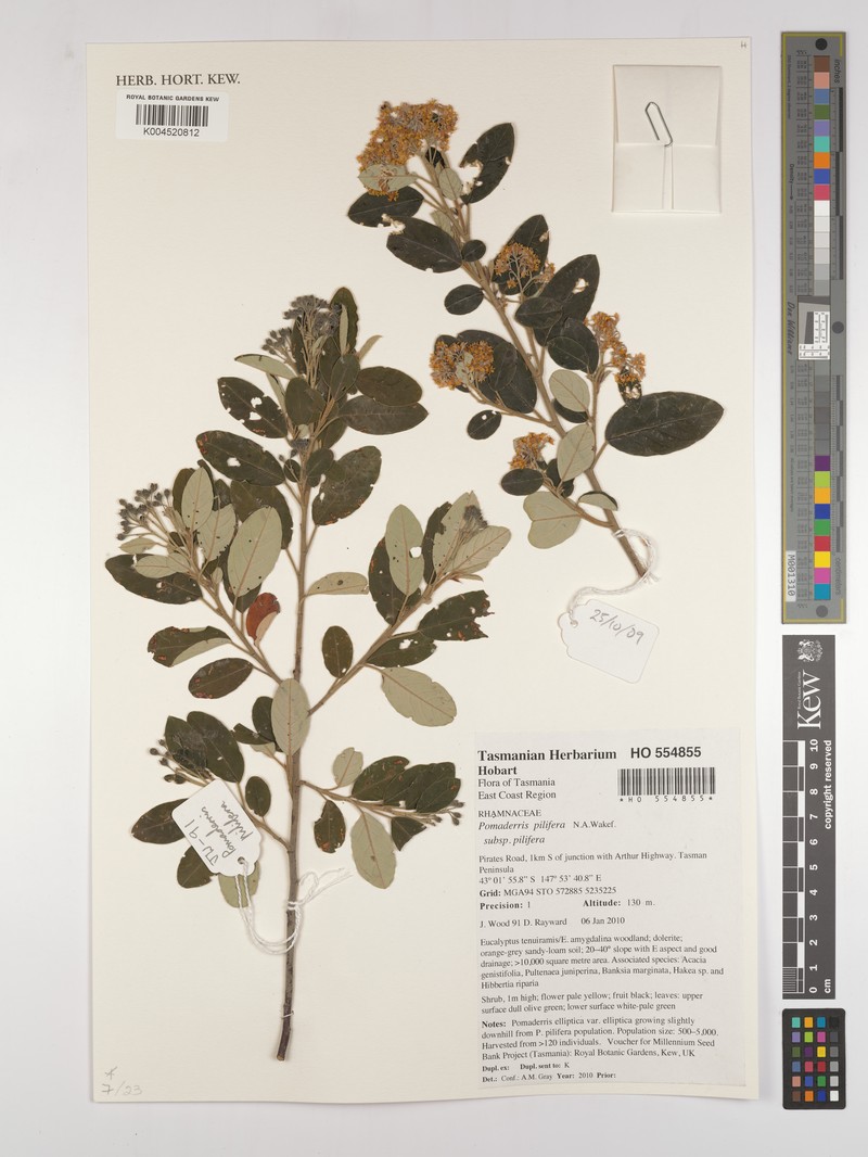 Pomaderris pilifera subsp. pilifera photo 3