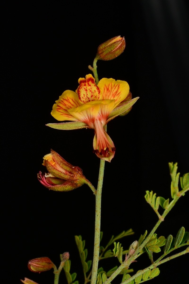 Texas Holdback photo 2