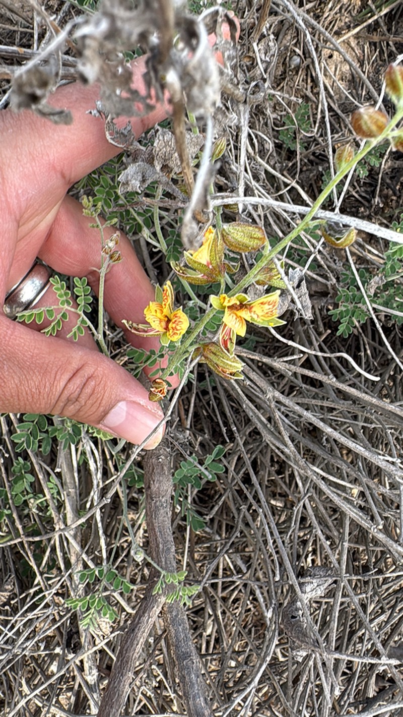 Texas Holdback photo 3