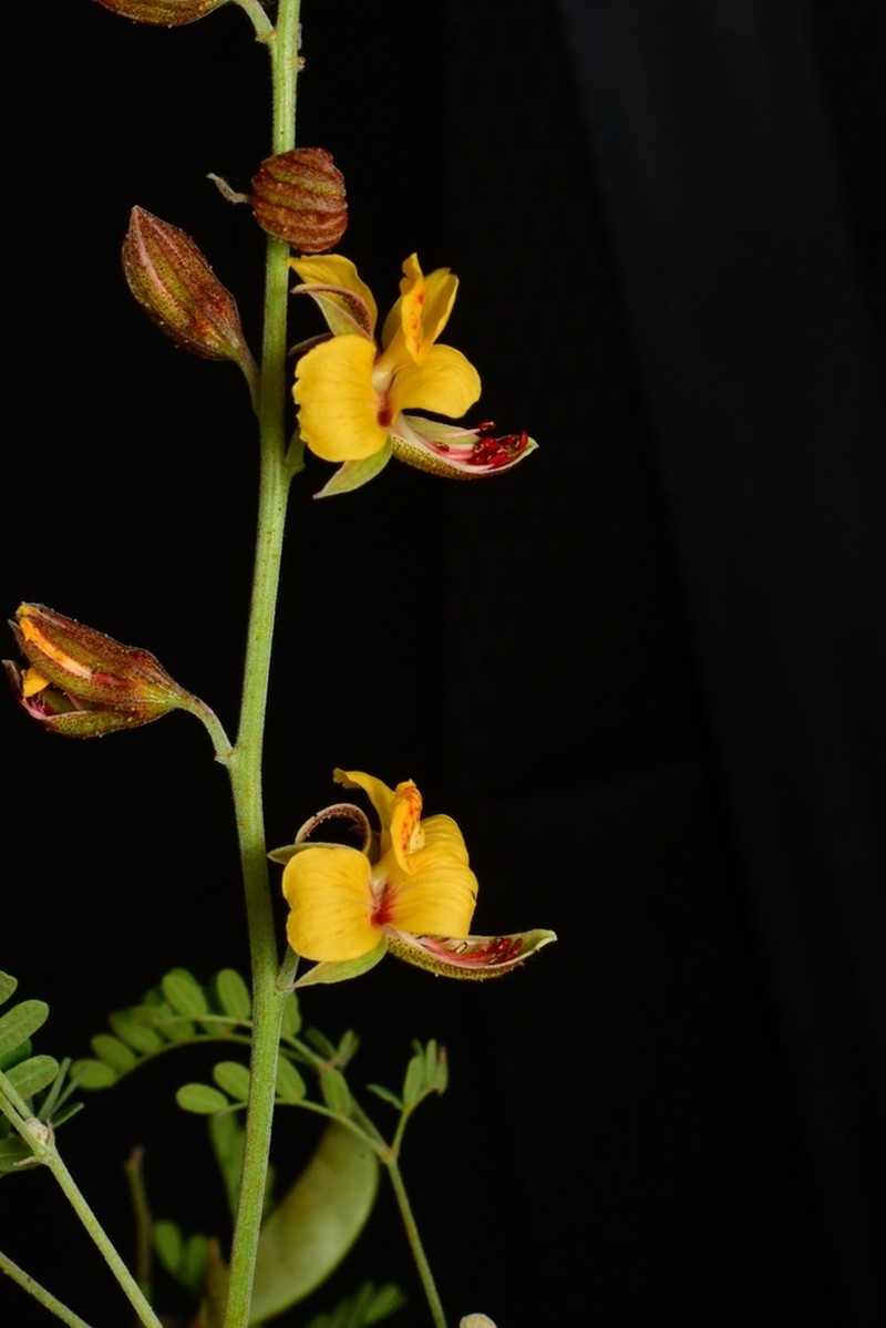 Texas Holdback photo 5