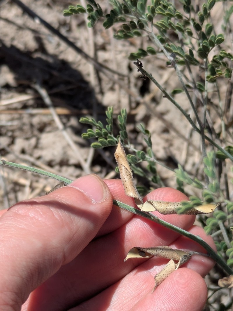 Texas Holdback photo 6