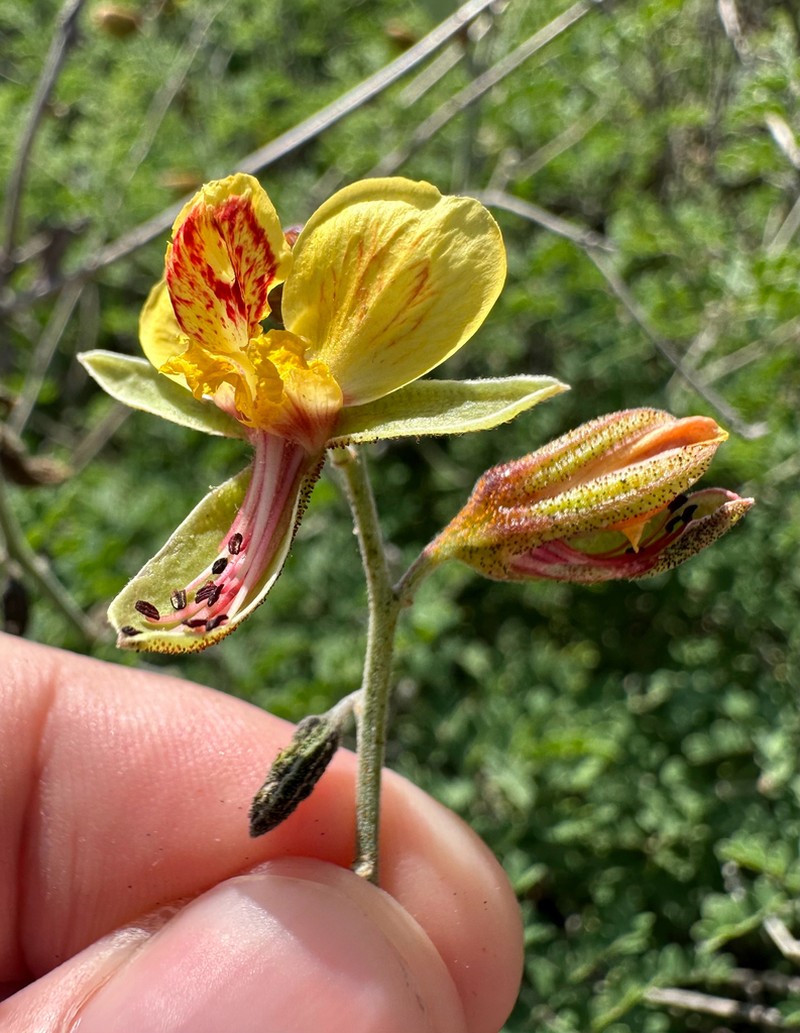Texas Holdback photo 7