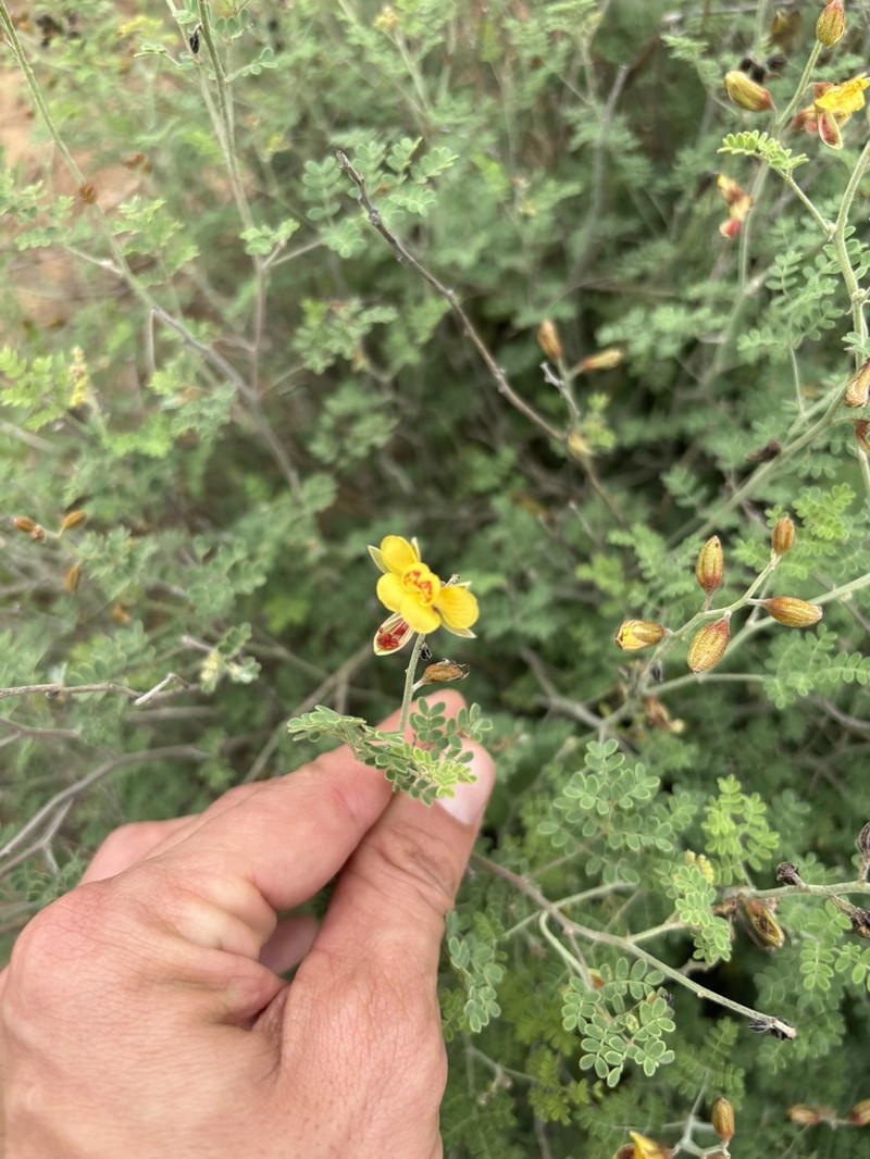 Texas Holdback photo 8