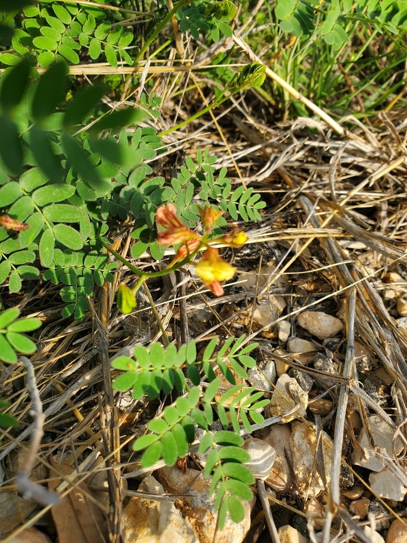 Broadpod Nicker photo 2