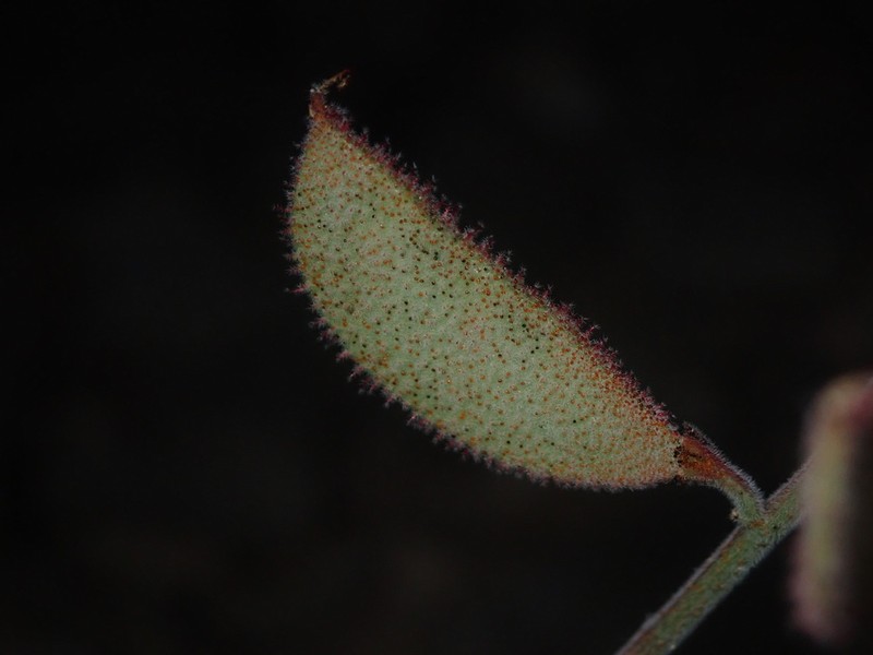 Parry's Holdback