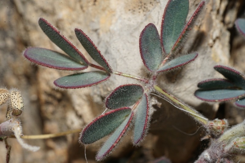 Parry's Holdback photo 5