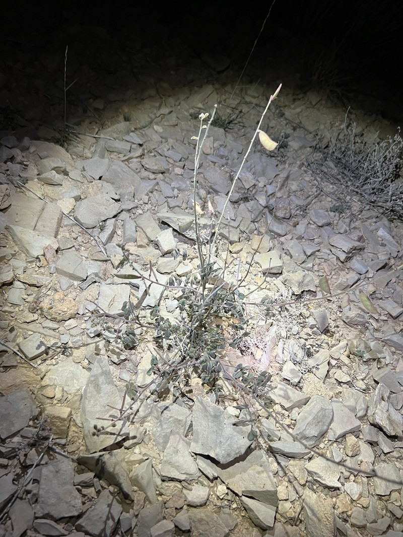 Parry's Holdback photo 7