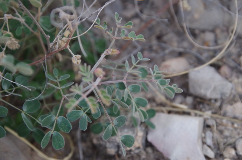 Parry's Holdback photo 8