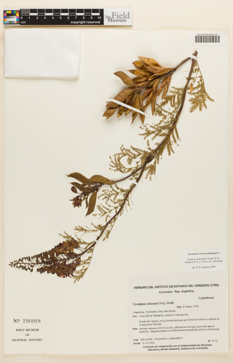 Pomaria rubicunda var. rubicunda