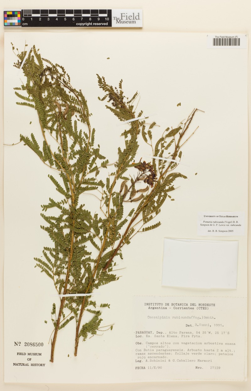 Pomaria rubicunda var. rubicunda photo 2