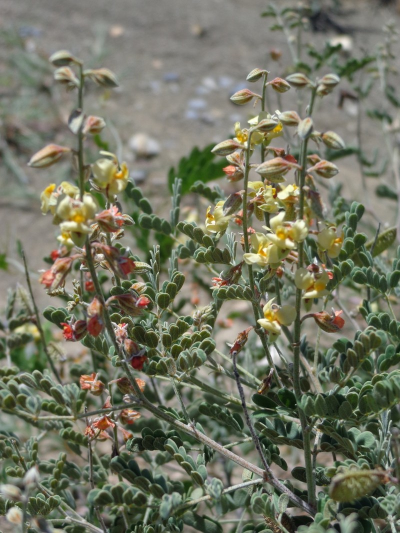 Wooton's Holdback