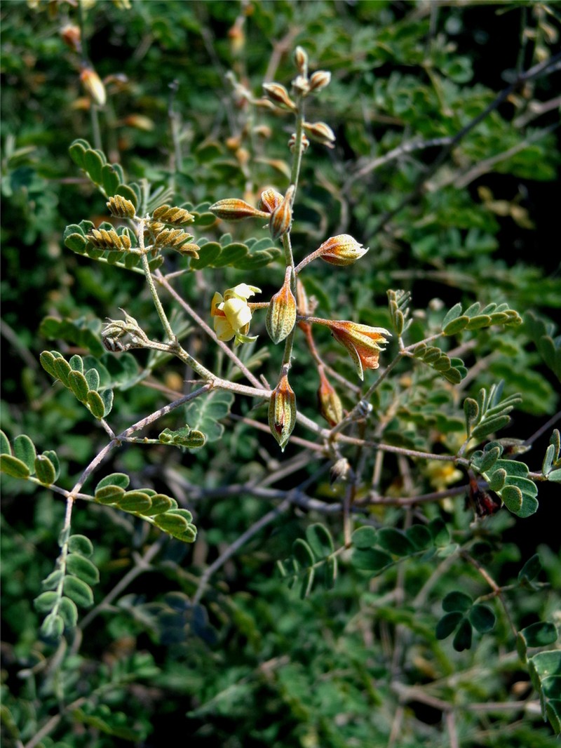 Wooton's Holdback photo 2