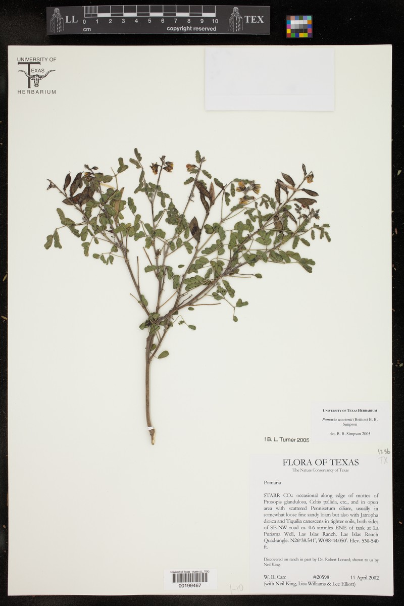 Wooton's Holdback photo 3