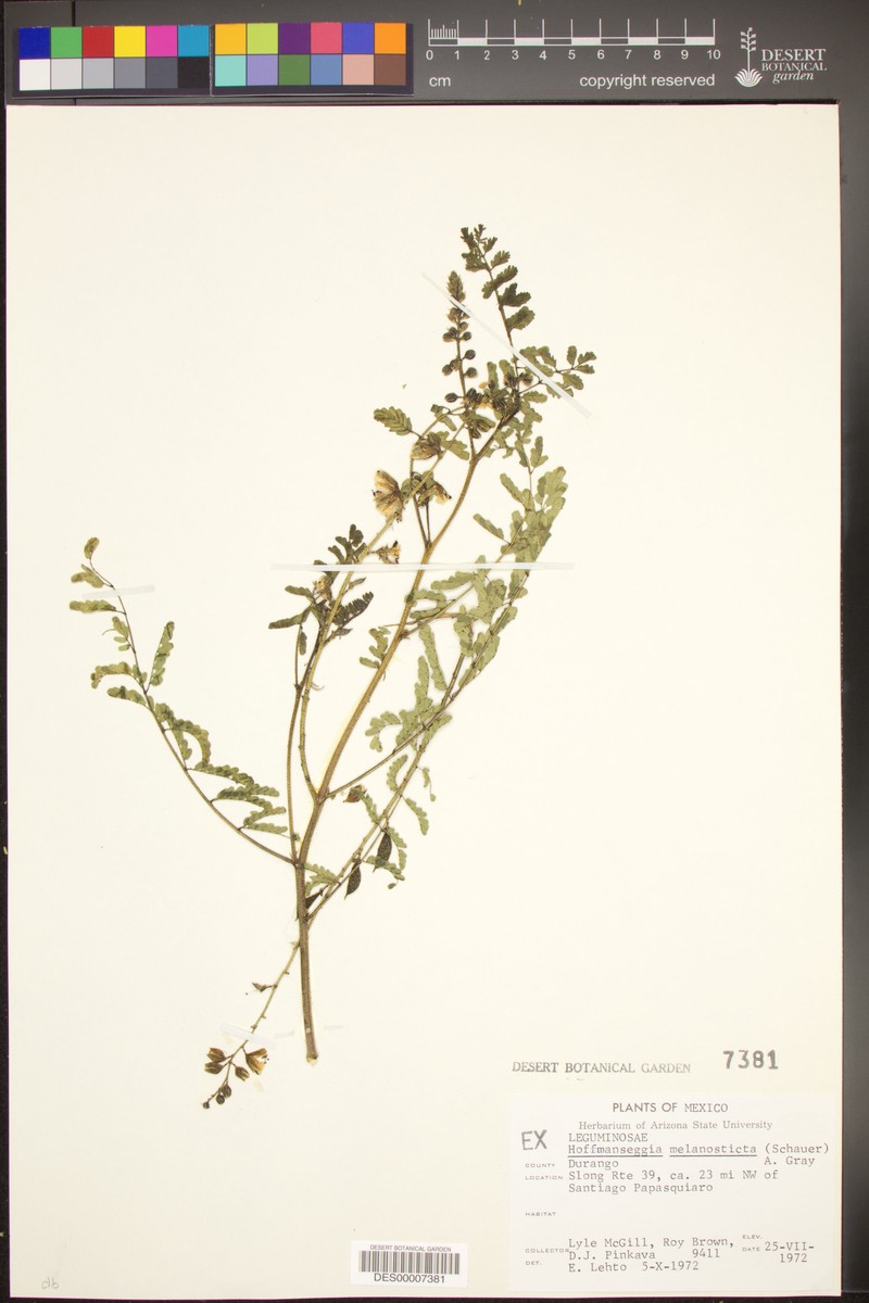 Wooton's Holdback photo 4