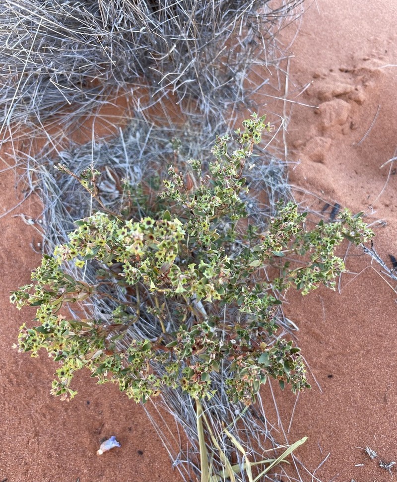 Pomax ammophila