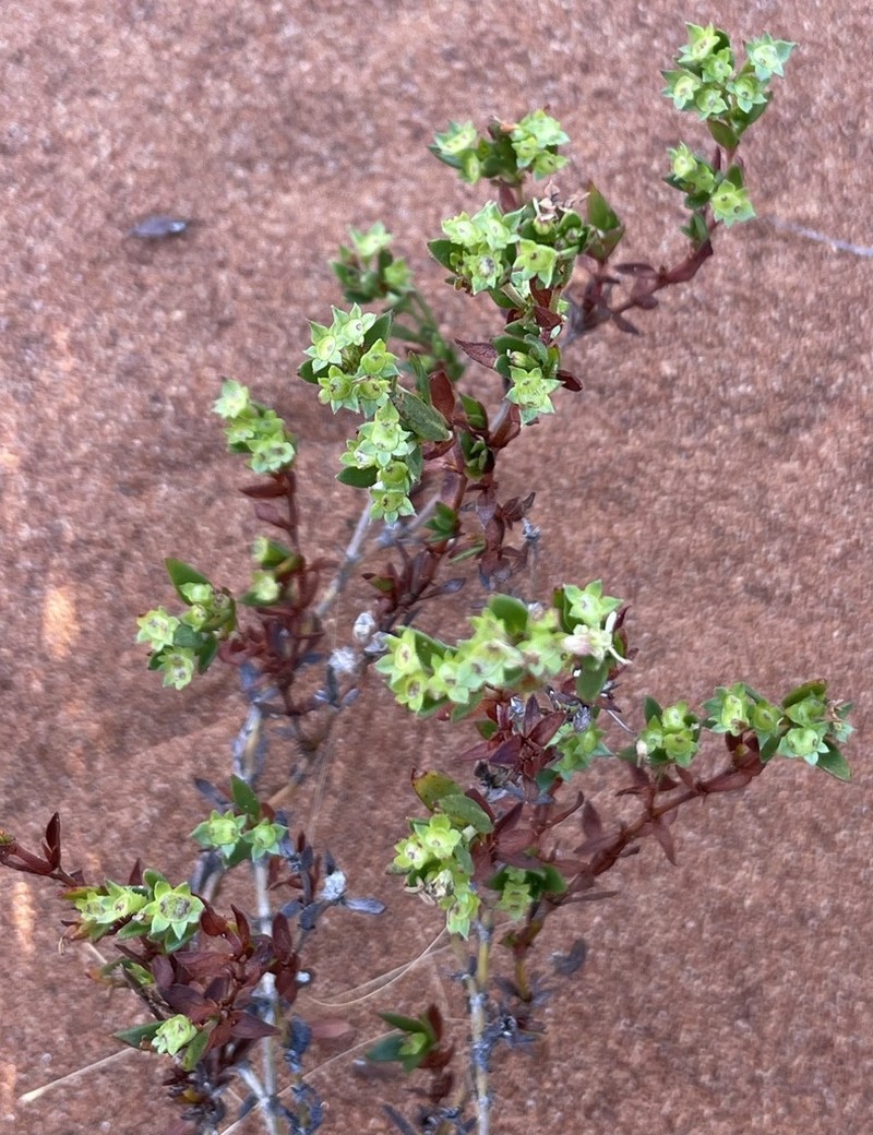 Pomax ammophila photo 2