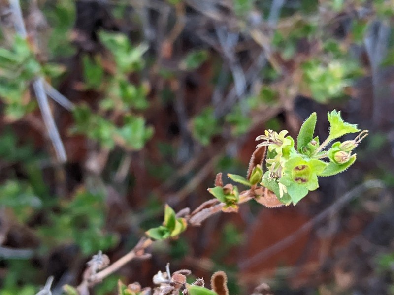 Pomax ammophila photo 3