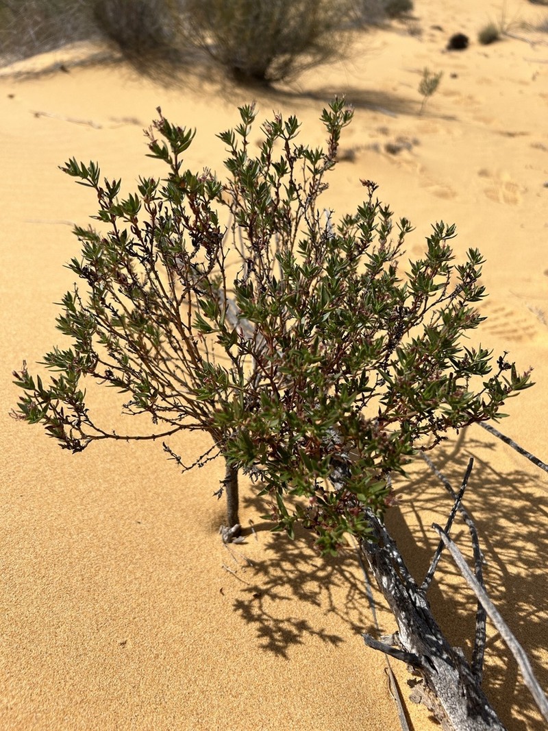 Pomax ammophila photo 4