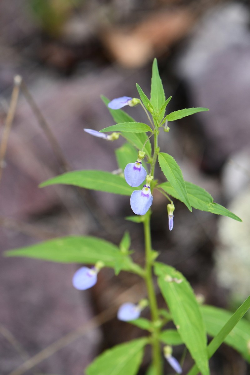 Western Greenviolet