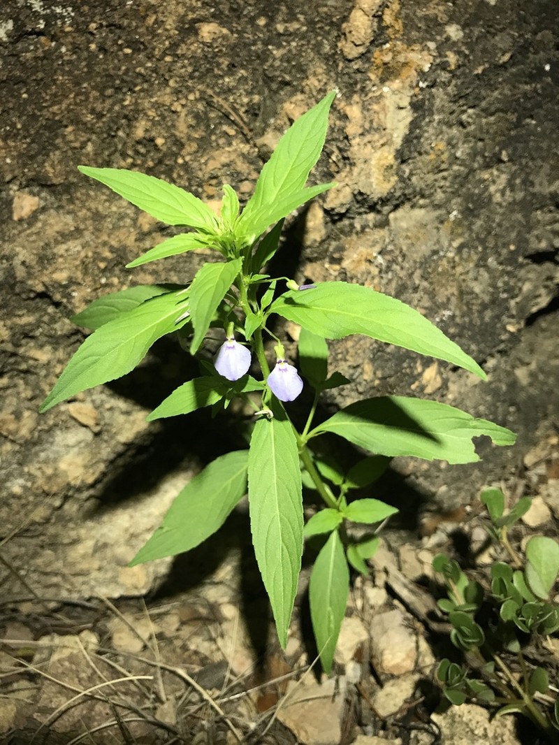 Western Greenviolet photo 2