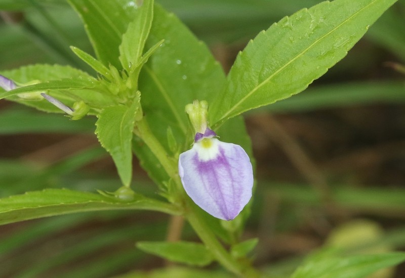 Western Greenviolet photo 3