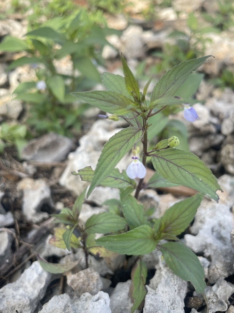 Western Greenviolet photo 4