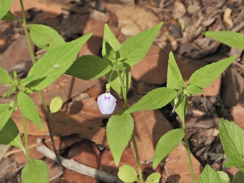 Western Greenviolet photo 5