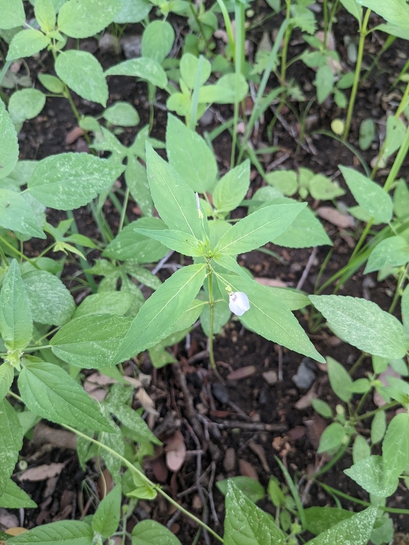Western Greenviolet photo 6
