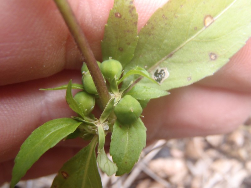 Western Greenviolet photo 7