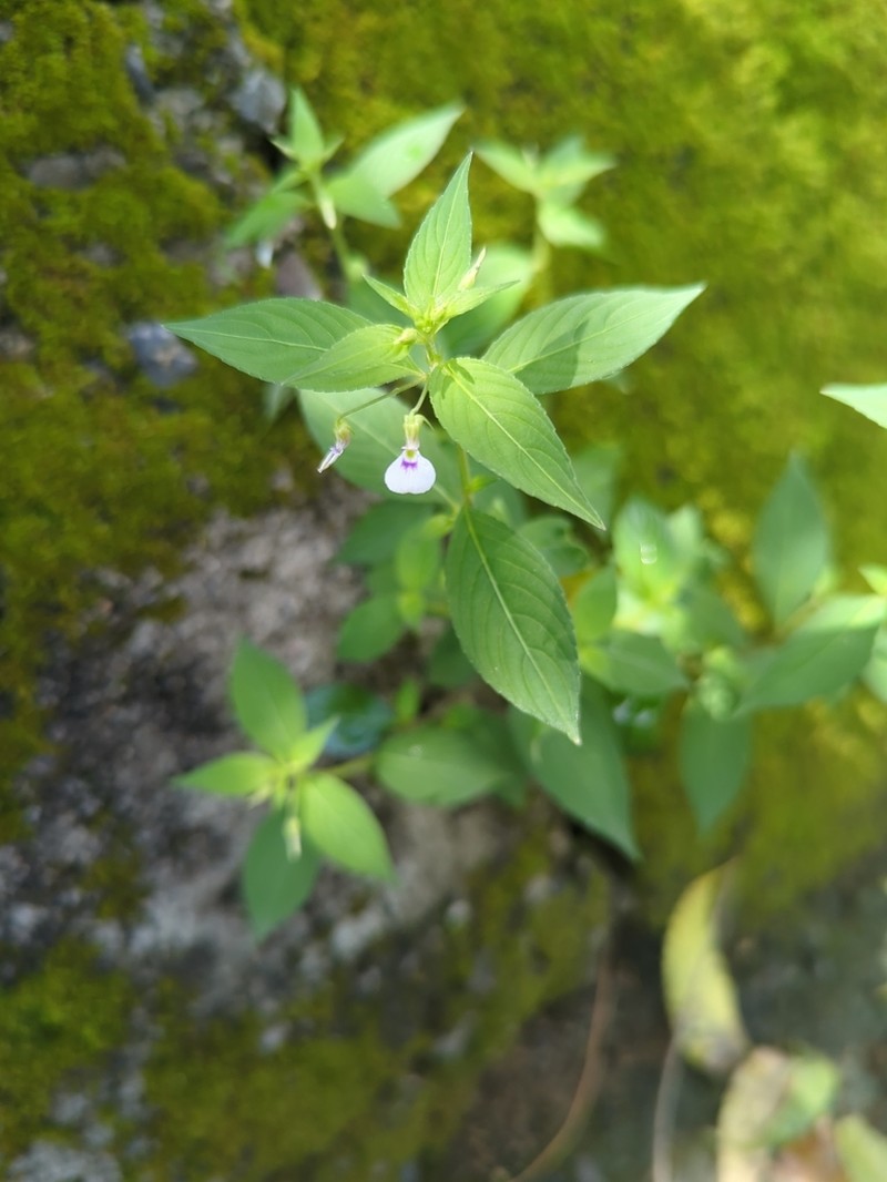 Western Greenviolet photo 8