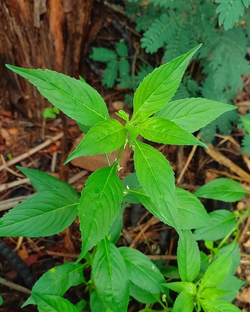 Pombalia barbata