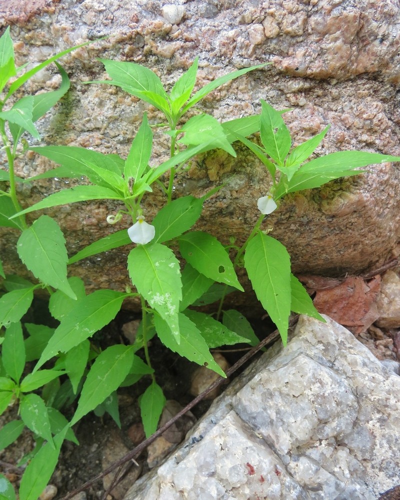Pombalia barbata photo 2