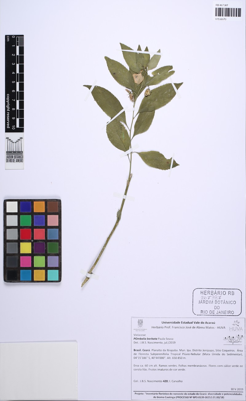Pombalia barbata photo 3