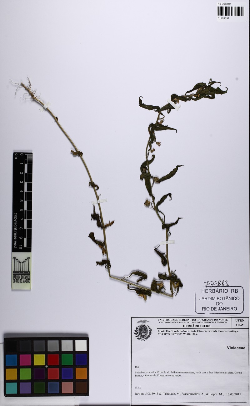 Pombalia barbata photo 4