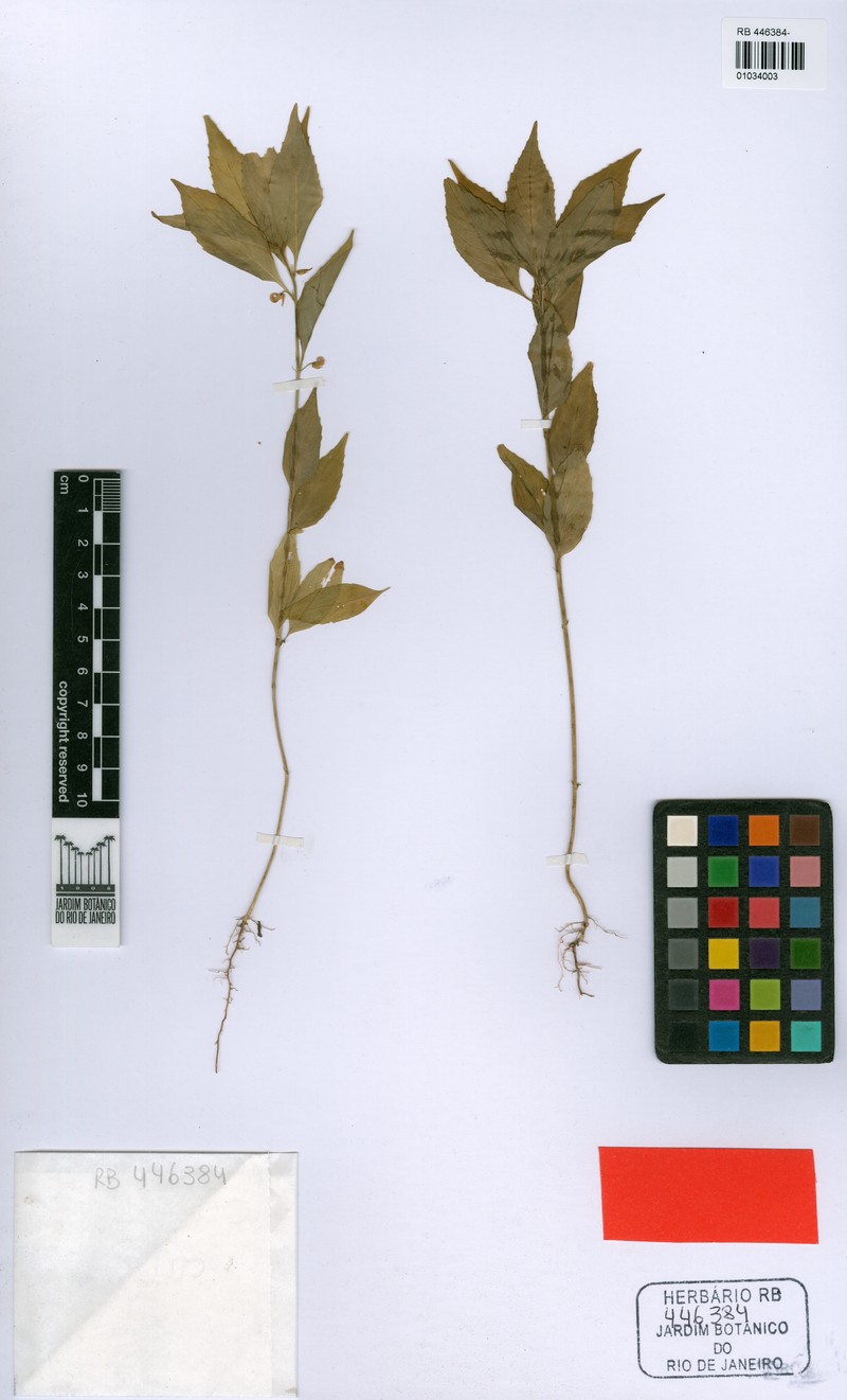 Pombalia barbata photo 6