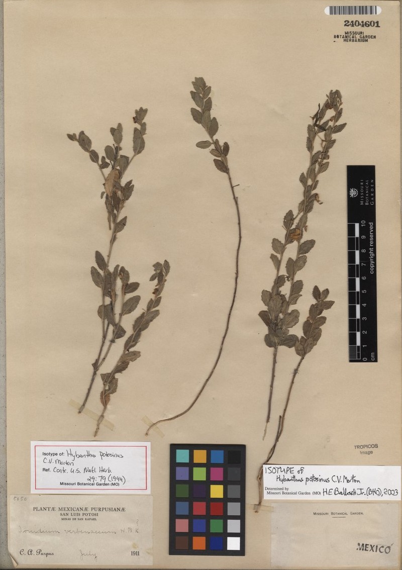 Pombalia potosina var. potosina