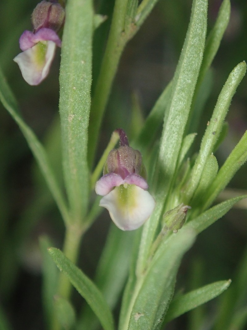 Babyslippers photo 3