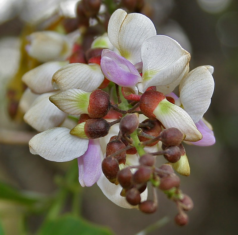 Pongame Oiltree
