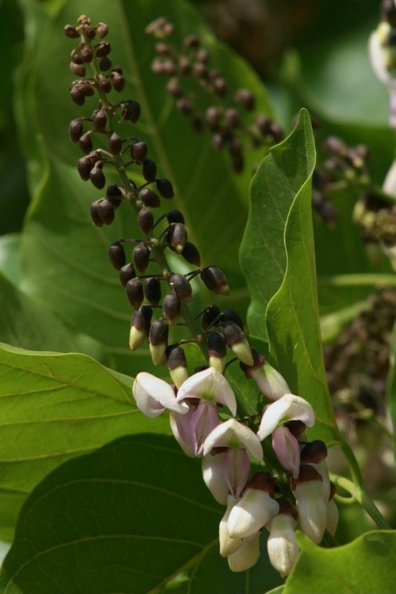 Pongame Oiltree photo 4