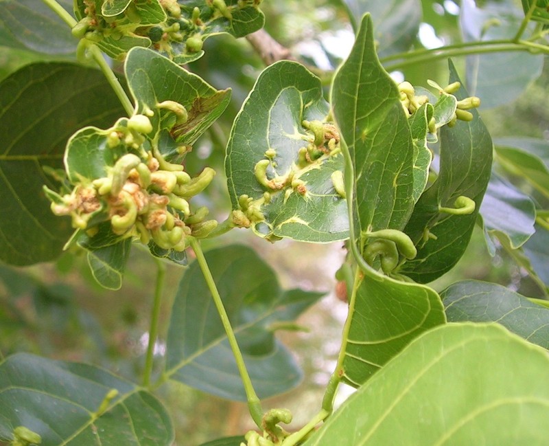 Pongame Oiltree photo 6