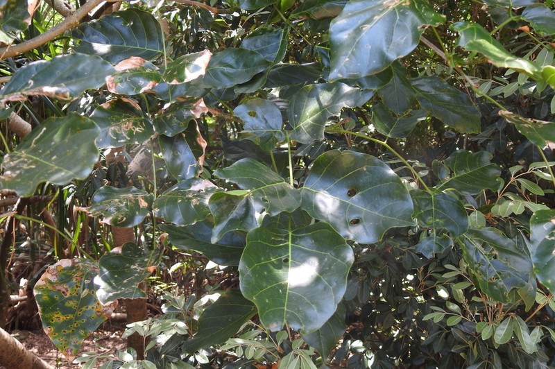 Pongame Oiltree photo 5