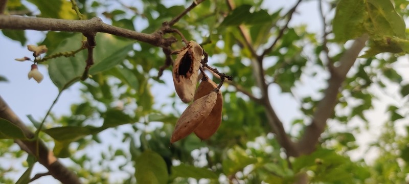 Pongame Oiltree photo 6
