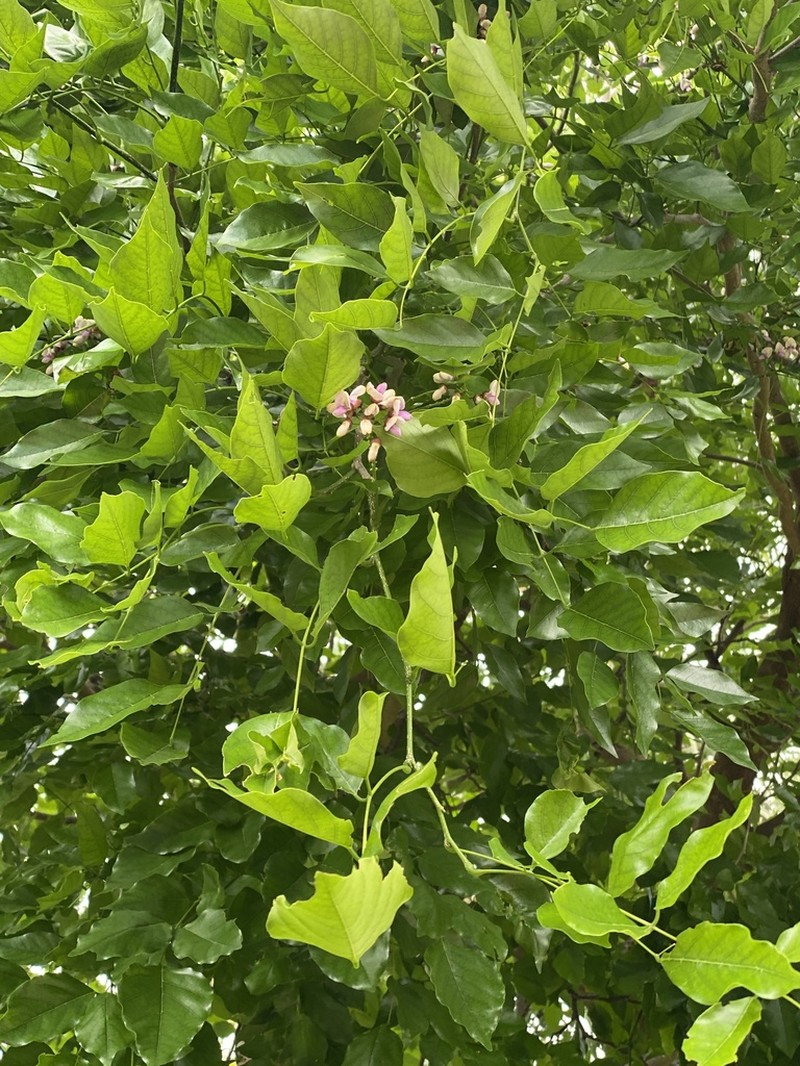 Pongame Oiltree photo 7