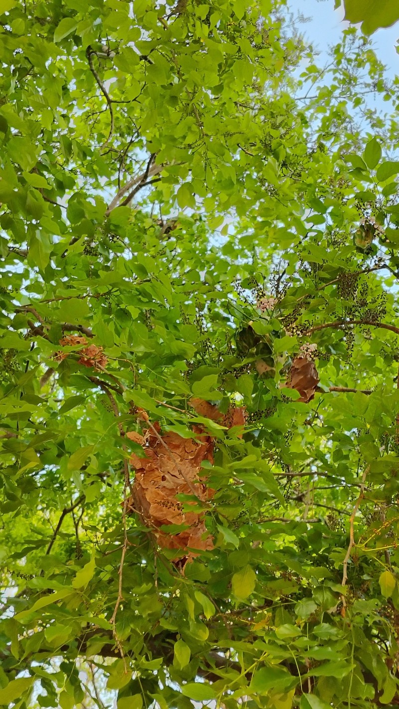 Pongamia pinnata var. pinnata