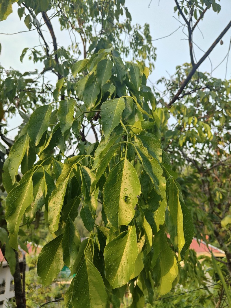 Pongamia pinnata var. pinnata photo 2
