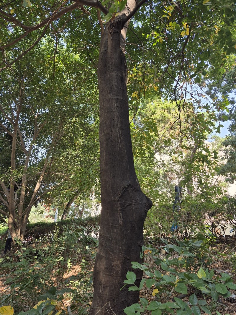 Pongamia pinnata var. pinnata photo 3