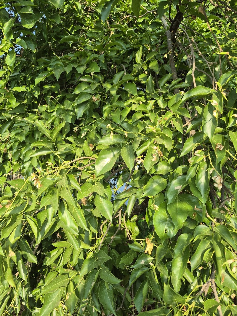 Pongamia pinnata var. pinnata photo 4