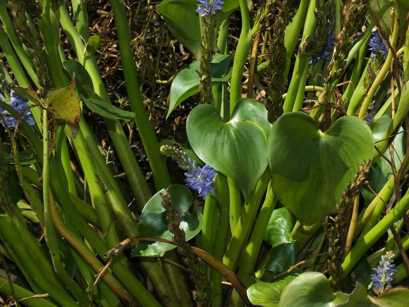 Pontederia africana